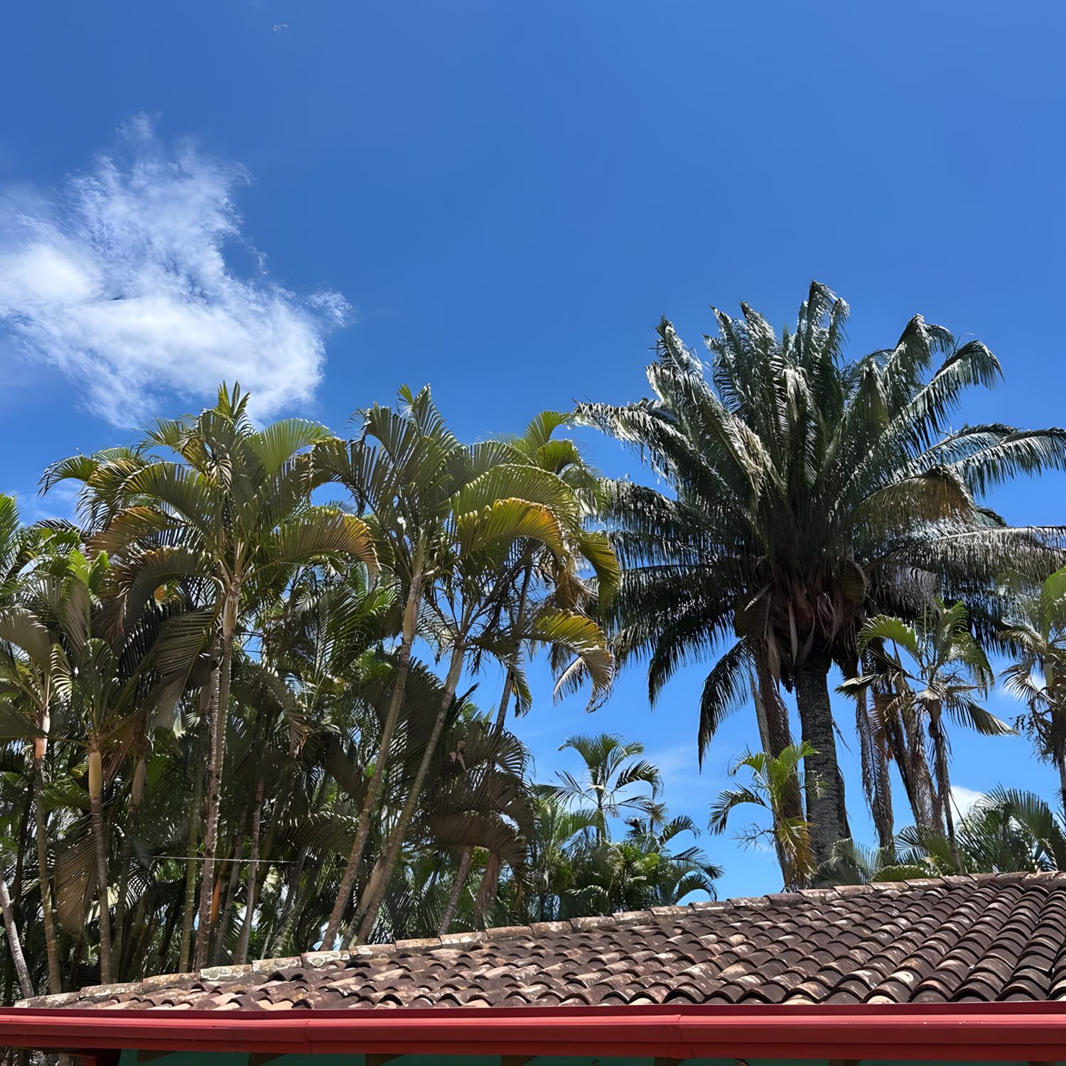 Palmeras bajo el cielo azul de Cartago en Las Pirámides